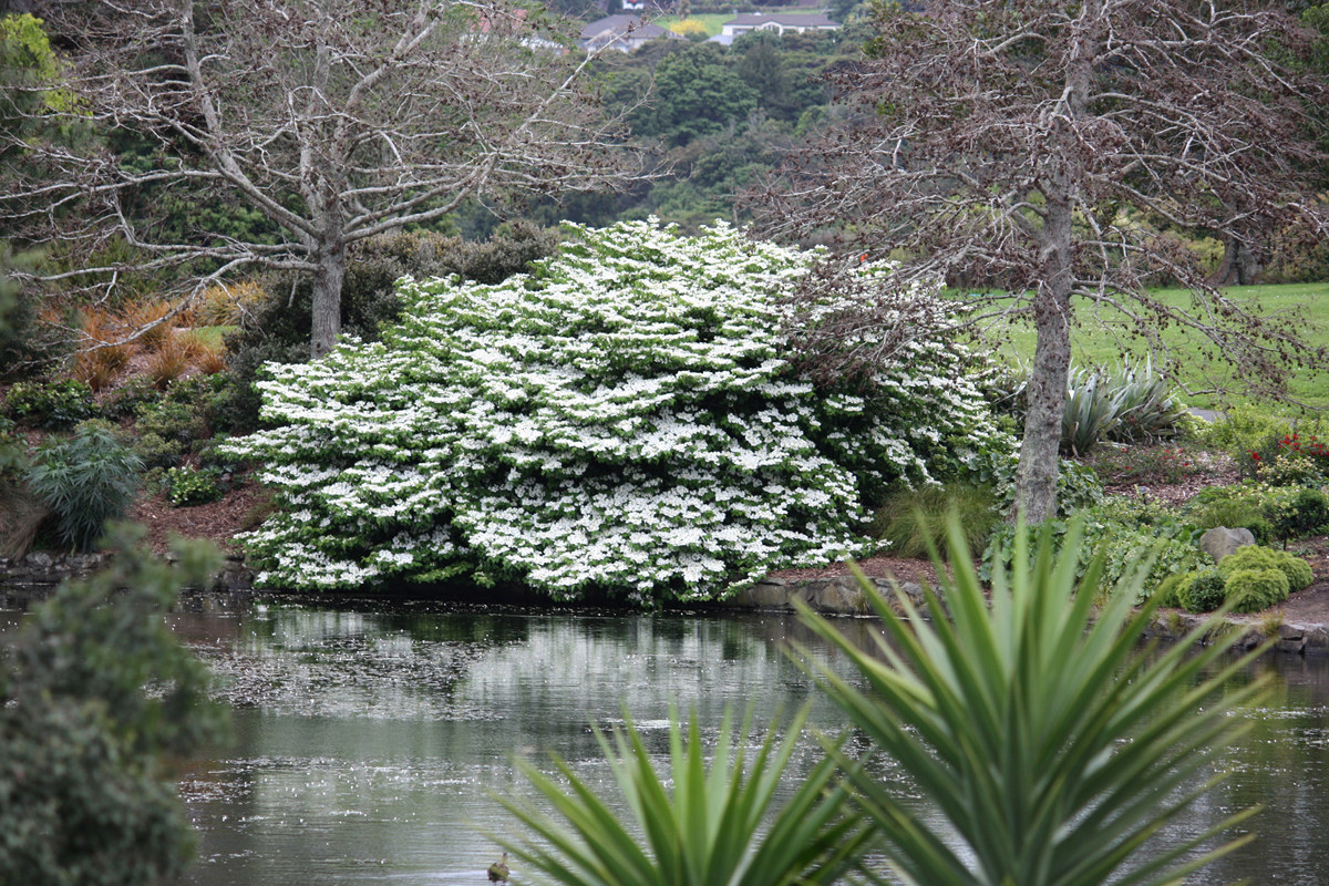 Viburnum plicatum Mariesii (4).jpg